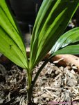 Areca novohibernica 