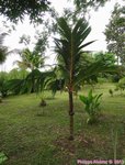 Areca vestiaria 'red leaf form'