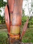 Areca vestiaria 'red leaf form'