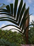 Areca vestiaria 'red leaf form'