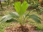 Beccariophoenix madagascariensis * 'Eastern'