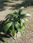 Borassodendron machadonis 