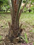 Butia eriospatha 