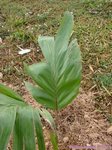 Carpentaria acuminata