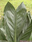 Chamaedorea metallica * palmes non segmentes
