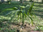 Chelyocarpus chuco 