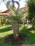 Coccothrinax crinita 