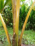 Cocos nucifera var. orange/ Thalande