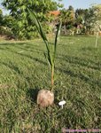 Cocos nucifera var. spicata 