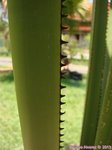 Corypha lecomtei 