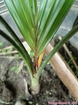 Dypsis ambositrae