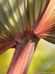 Latania lontaroides dark red 