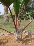 Latania lontaroides dark red 