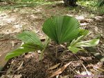 Licuala peltata var. peltata 