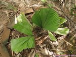 Licuala peltata var. peltata 