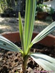 Nannorrhops ritchieana blue form 