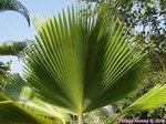 Pritchardia pacifica 