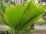 Pritchardia pacifica 