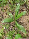 Rhapidophyllum hystrix 