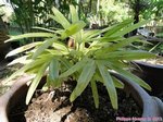 Rhapis excelsa cv. limon 