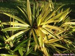 Rhapis excelsa cv. variegata 