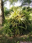 Rhapis excelsa cv. variegata 