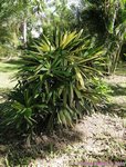 Rhapis excelsa cv. variegata 