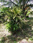 Rhapis excelsa cv. variegata 