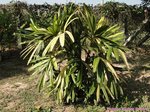 Rhapis excelsa cv. variegata 