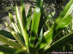 Rhapis excelsa cv. variegata 