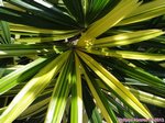 Rhapis excelsa cv. variegata 