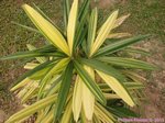 Rhapis excelsa cv. variegata 