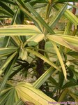 Rhapis excelsa cv. variegata 