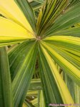 Rhapis excelsa cv. variegata 