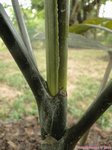 Chambeyronia macrocarpa watermelon