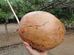 Cocos nucifera var. orange / Myanmar