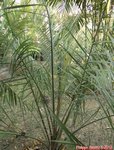 Butia eriospatha 