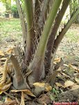 Butia eriospatha 