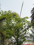 Caryota ochlandra * C. maxima chez Kew 