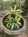 Rhapis excelsa cv. limon 