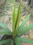 Calyptrocalyx elegans fine leaf