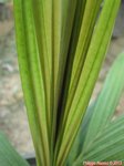 Calyptrocalyx elegans fine leaf