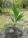 Cocos nucifera var. 'Kalo' = crne * Gros fruit rond en forme de crne