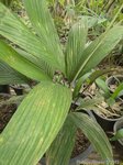 Salacca sp. 'Sarawak' clumping form