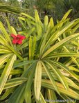 Rhapis excelsa cv. variegata 