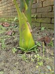 Areca catechu dwarf 'Esan'