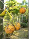 Areca catechu dwarf : Hybride * Varit dwarf du Cambodge X * dwarf Thalande