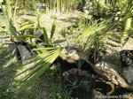 Trachycarpus princeps real form