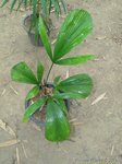 Licuala sallehana var. incisifolia