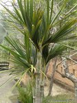 Dypsis sp. dwarf Vietnam 